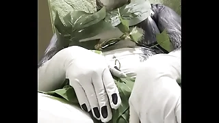 太ったハスキーの葉っぱビキニ